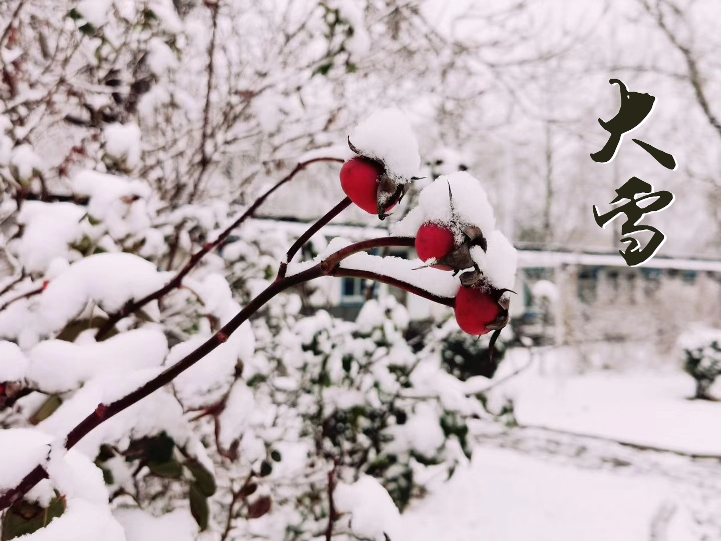 大雪 ▎萬象曉一色，皓然天地中