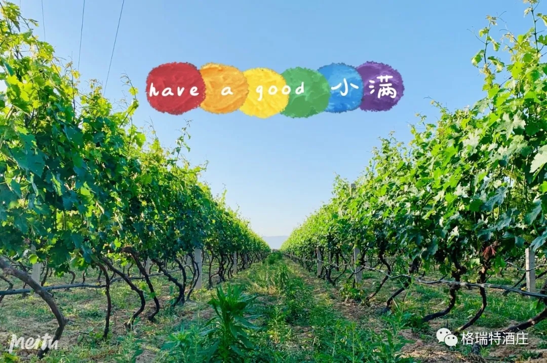 記錄小滿(mǎn)時(shí)節(jié)的酒莊、怎一美字了得！
