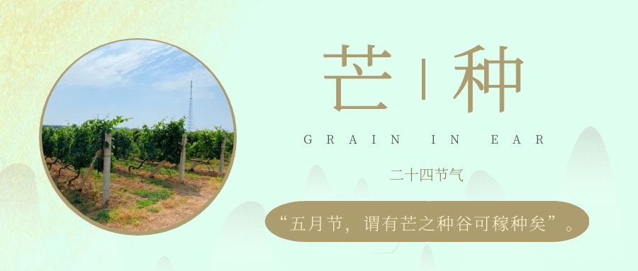 芒種 ▎風(fēng)吹葡園浪，蟬鳴夏始忙