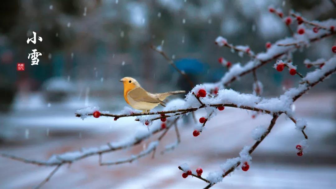 小雪 ▎等一地雪白，與歲月慢酌