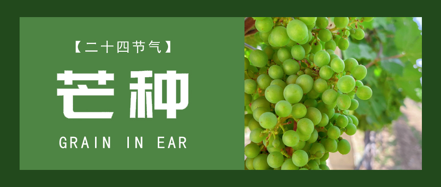 芒種 ▎忙終有獲，種得其所