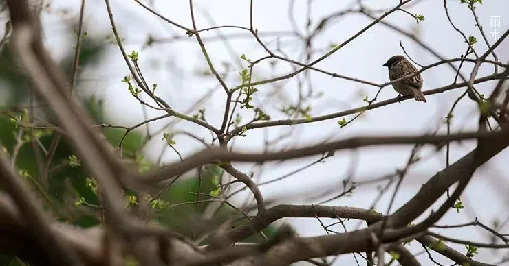 雨水||絲絲春雨潤萬物，杯杯美酒暖人心