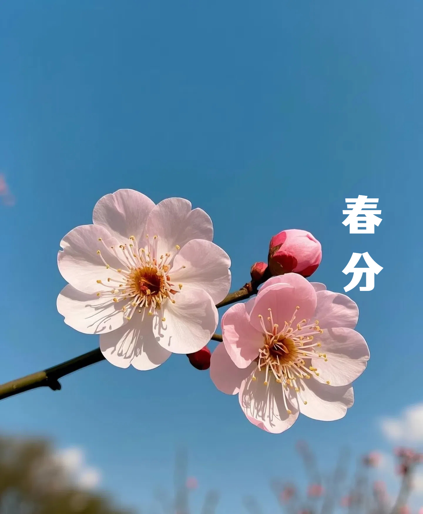 春分||花間一壺酒，莫負(fù)好時(shí)光