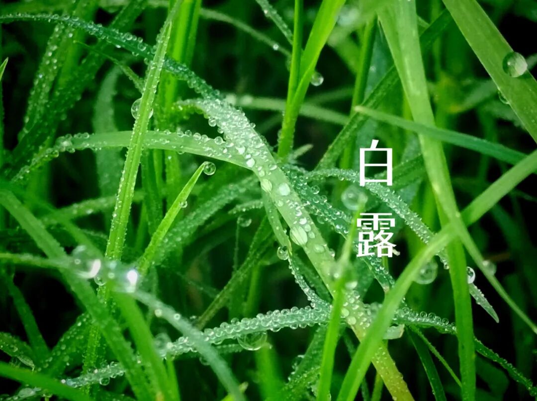 白露||霜凝秋意心自閑，歲月靜美福滿園